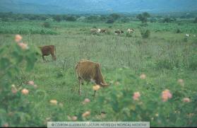 Grazing Cattle