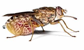 Tstse Fly